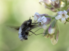 Bombylius major