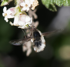 Bombylius major