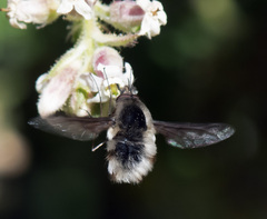 Bombylius major