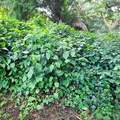 Isoglossa woodii