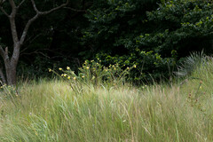 Lasiosiphon kraussianus