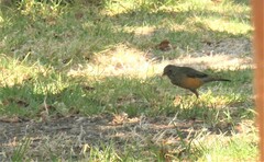 Turdus olivaceus