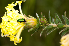Leucocelis haemorrhoidalis