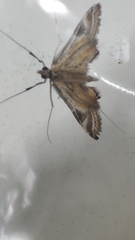 Strepsinoma croesusalis