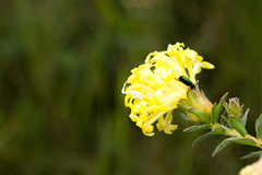 Lasiosiphon kraussianus