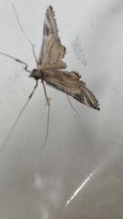 Strepsinoma croesusalis