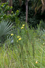 Lasiosiphon kraussianus