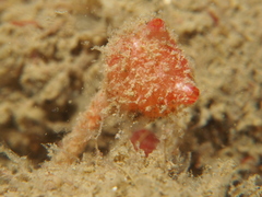 Boltenia villosa