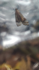 Strepsinoma croesusalis
