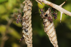 Ropalidia revolutionalis