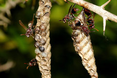 Ropalidia revolutionalis