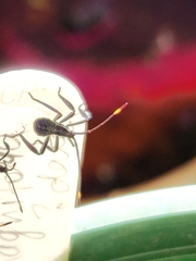 Leptoglossus gonagra