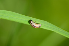 Chrysomela vigintipunctata