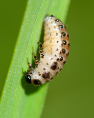 Chrysomela vigintipunctata