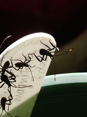 Leptoglossus gonagra