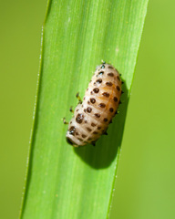 Chrysomela vigintipunctata