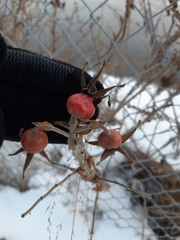 Rosa rugosa