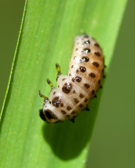 Chrysomela vigintipunctata