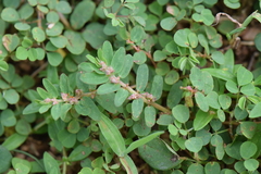 Euphorbia thymifolia image