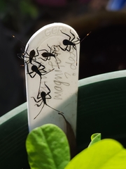 Leptoglossus gonagra