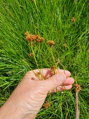 Rhynchospora barrosiana