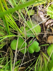 Eriospermum ornithogaloides