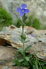 Veronica fruticans