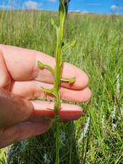 Habenaria filicornis