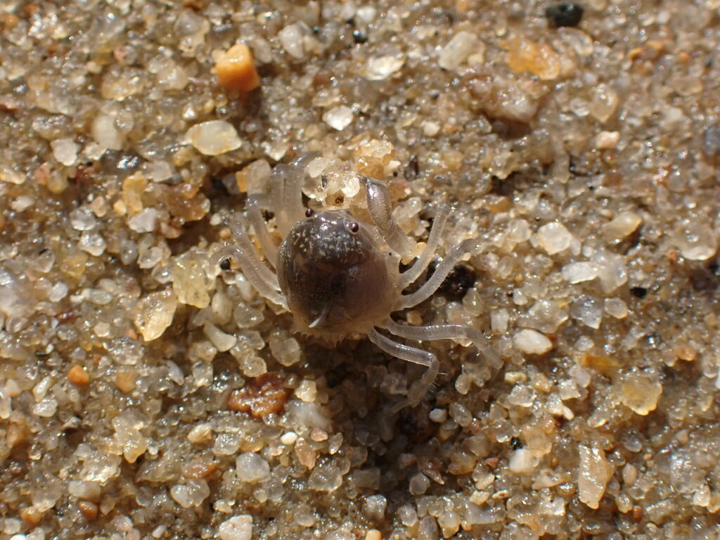Mictyris livingstonei