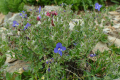 Veronica fruticans