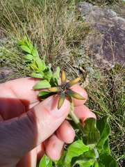 Brachystelma gerrardii