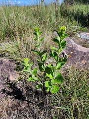Brachystelma gerrardii