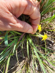Hypoxis argentea sericea