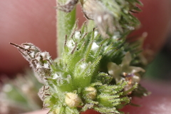 Mesosphaerum pectinatum