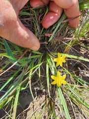 Hypoxis argentea sericea