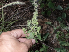 Mesosphaerum pectinatum