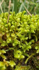 Antitrichia curtipendula