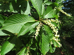 Clethra barbinervis