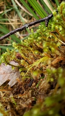 Antitrichia curtipendula