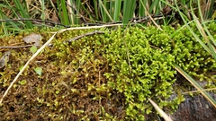 Antitrichia curtipendula