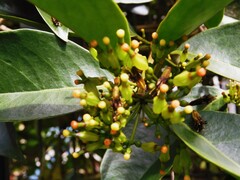 Macrosolen cochinchinensis