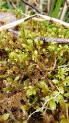 Antitrichia curtipendula