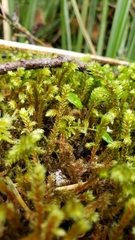 Antitrichia curtipendula