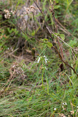 Leucas lavandulifolia