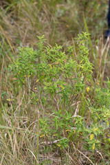 Lippia javanica
