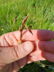 Dierama pumilum