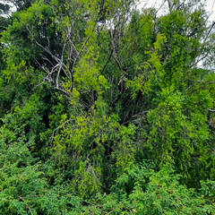 Maytenus peduncularis