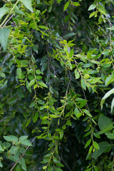 Maytenus peduncularis