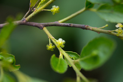 Maytenus peduncularis