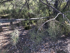 Allocasuarina muelleriana